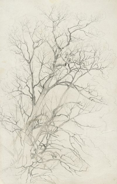 Tree by William Trost Richards